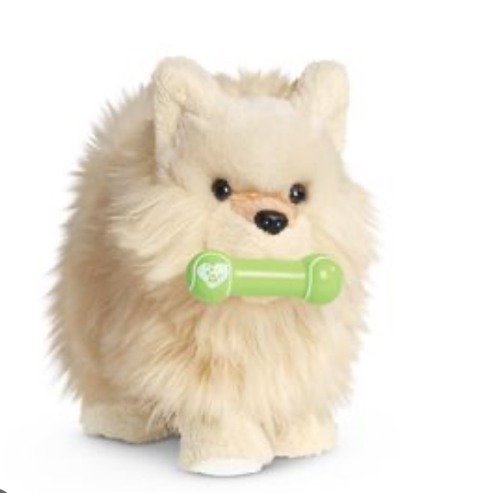 American doll Pomeranian dog